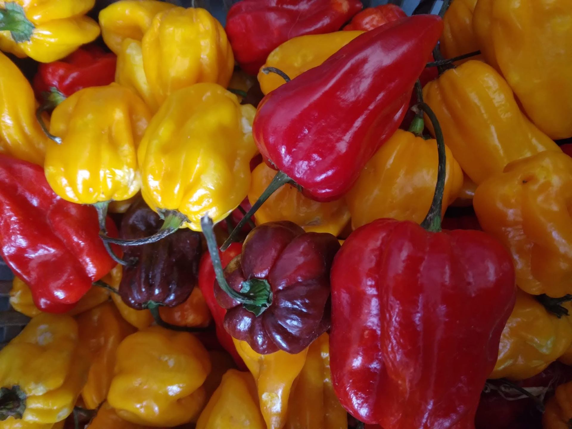 Piments et poivrons colorés